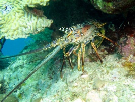 Spiny Lobster IMG 5572